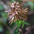 dried spent clusters with persistant dried sepals