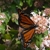 Butterfly on flowers