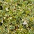 Flower & leaf of Abelia x grandiflora 'Hopley's'