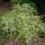 Short & mildly spreading habit with variegated leaves