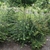 Form in bloom of Abelia x grandiflora 'Edward Goucher'