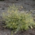 View of whole plant in bloom of Abelia x grandiflora 'Hopley'