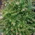 Whole plant of Abelia x grandiflora ‘Kaleidoscope’ PP #16988
