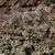 Low, mounding habit with red calyces and white flowers.