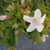 White, tubular flower with 5 corolla lobes