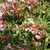 Flowers & branches of Abelia x grandiflora 'Edward Goucher'
