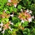 White tubular flowers with pinkish calyces & ovate opposite leav
