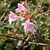 Pink, tubular flowers with 5 corolla lobes