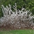 Low spreading habit with branches loaded with white flowers