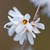 White tubular flowers with 4 corolla lobes & burgundy center