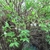 Stalks with leaves after flowering - Abeliophyllum distichum
