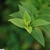 Close up of ovate opposite leaves at the tip of a branch