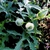 Round green buds covered with white fuzzy hairs in August