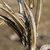 Dried & split brown pods on the main stem