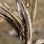 Dried pods