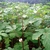 Mature plants showing palmately compund dark green leaves