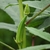 Green spear shaped fruit on the main stalk