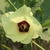 Yellow petals with burgundy center flower