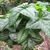 Star shaped green leaves of Abelmoschus manihot