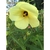 5 large yellow petals with burgundy center & yellow pistil