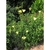 Whole plant with yellow blooms and erect habit