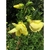 View of a Flower & buds from the side of Abelmoschus manihot