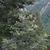 Abies concolor