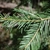 Flat green needles on a stem