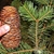Close up of mature brown cone