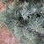 Abies concolor 'Compacta'