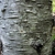 Bark