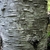 Mottled grey bark on the trunk of Abies amabilis