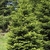 Abies alba mature tree