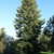 Tall oval habit of a mature plant