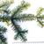 Abies alba branch