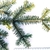 Bipinnately compound green needles at the branch tip