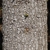 Grayish brown bark on a section of the trunk