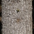 Abies alba bark