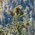 Brown cones on branches at the tip of an Abies alba tree