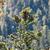 Abies alba cones