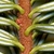 Reddish hair branches and stomal bands on needles Abies amabilis