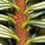 Branch with reddish hairs and stomal bands on needles