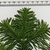 Foliage tip showing short branches & green needles