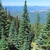 Forest view of a mature tree with spire top of Abies amabilis