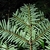 Underside of foliage on tree tip