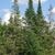 Steep conical habit in a forest setting in late summer