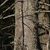 Brown tree trunk with dried branch spikes of Abies balsamea