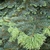 Closeup of a branch tip showing needles of Abies balsamea