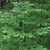 Upright habit of a young tree