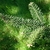 Branch tip showing needles of Abies balsamea var. phanerolepis